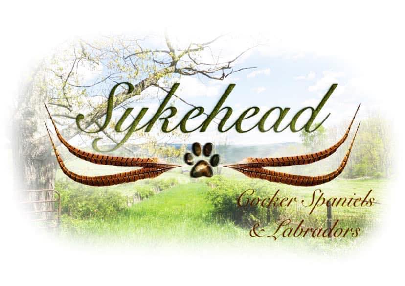 Sykehead